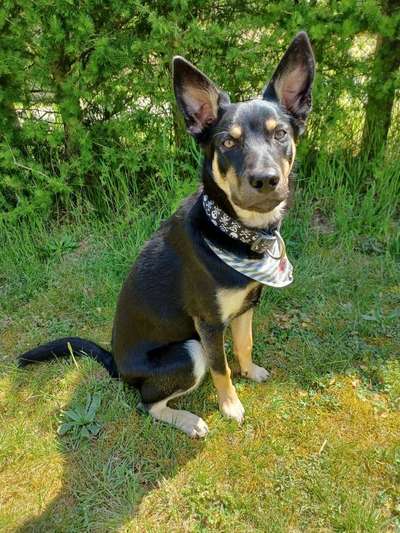 Alles rund um den Schäferhund, diskutieren erwünscht.-Beitrag-Bild