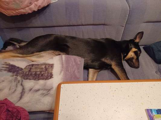 Alles rund um den Schäferhund, diskutieren erwünscht.-Beitrag-Bild