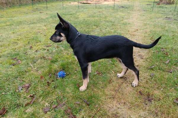 Alles rund um den Schäferhund, diskutieren erwünscht.-Beitrag-Bild