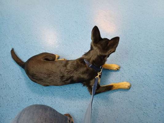 Alles rund um den Schäferhund, diskutieren erwünscht.-Beitrag-Bild