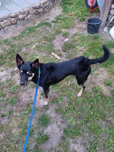 Alles rund um den Schäferhund, diskutieren erwünscht.-Beitrag-Bild