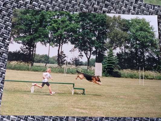 Schäferhund-Beitrag-Bild