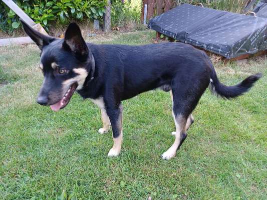 Der Gewichts-Thread-Beitrag-Bild