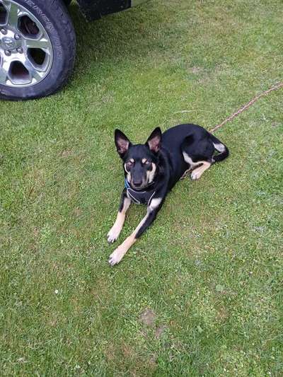 Alles rund um den Schäferhund, diskutieren erwünscht.-Beitrag-Bild