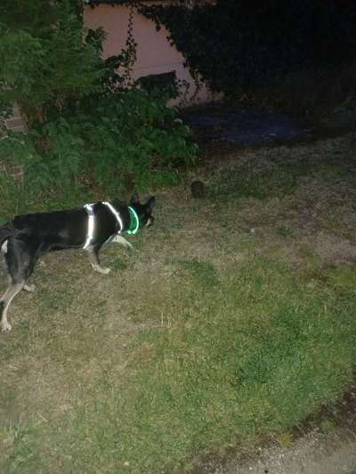 Alles rund um den Schäferhund, diskutieren erwünscht.-Beitrag-Bild