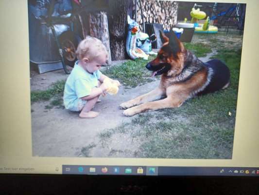 Schäferhund-Fans?-Beitrag-Bild