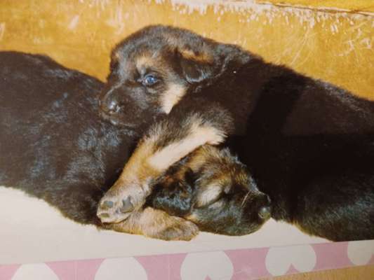 Alles rund um den Schäferhund, diskutieren erwünscht.-Beitrag-Bild