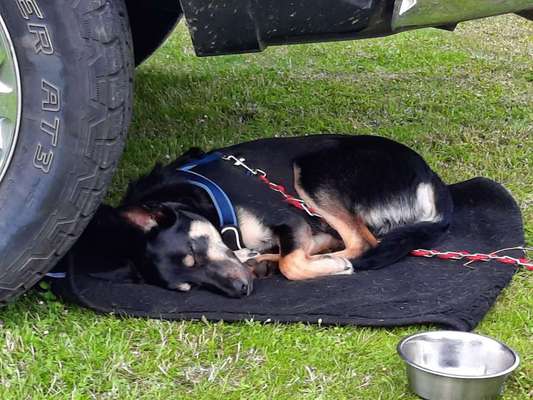 Alles rund um den Schäferhund, diskutieren erwünscht.-Beitrag-Bild