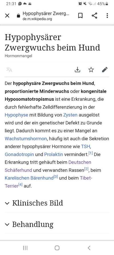 Mein Junghund wächst sehr langsam!-Beitrag-Bild