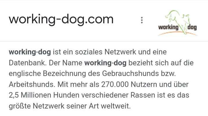 Alles rund um den Schäferhund, diskutieren erwünscht.-Beitrag-Bild