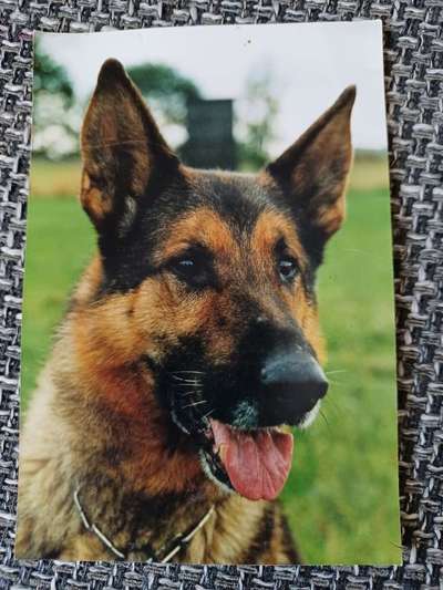 Schäferhund-Beitrag-Bild