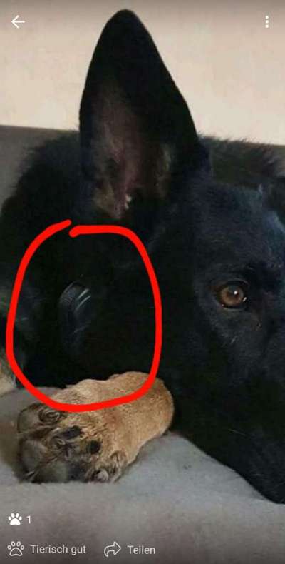 Alles rund um den Schäferhund, diskutieren erwünscht.-Beitrag-Bild