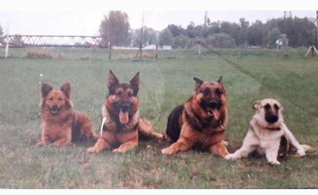 Alles rund um den Schäferhund, diskutieren erwünscht.-Beitrag-Bild