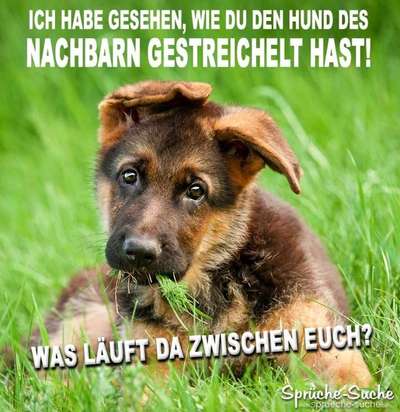 Hunde Memes-Beitrag-Bild