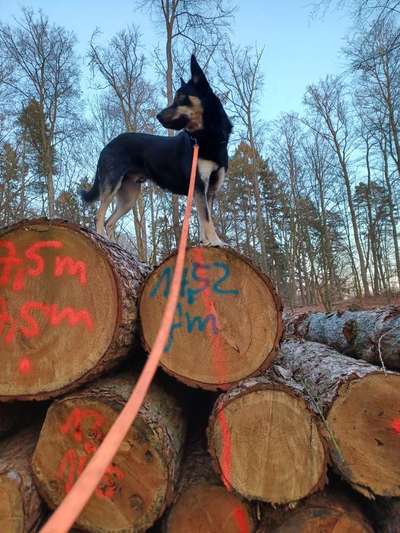 Foto -Challenge  Thema : Dein Hund Im Wald-Beitrag-Bild