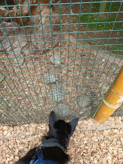 Alles rund um den Schäferhund, diskutieren erwünscht.-Beitrag-Bild