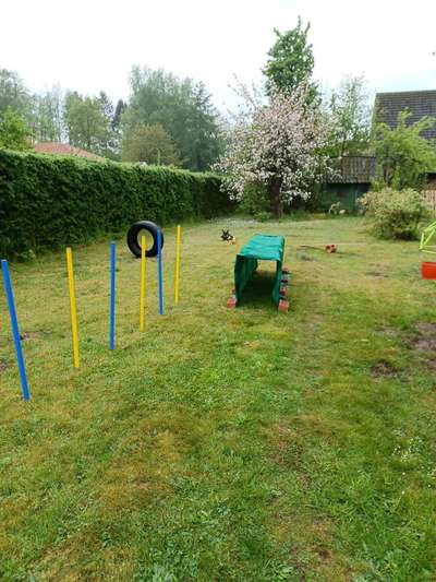 Alles rund um den Schäferhund, diskutieren erwünscht.-Beitrag-Bild