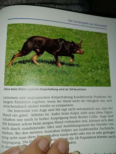 Alles rund um den Schäferhund, diskutieren erwünscht.-Beitrag-Bild