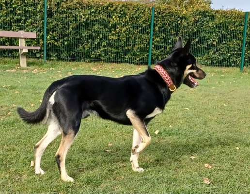 Der Gewichts-Thread-Beitrag-Bild