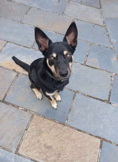 Alles rund um den Schäferhund, diskutieren erwünscht.-Beitrag-Bild