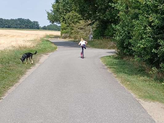 Alles rund um den Schäferhund, diskutieren erwünscht.-Beitrag-Bild