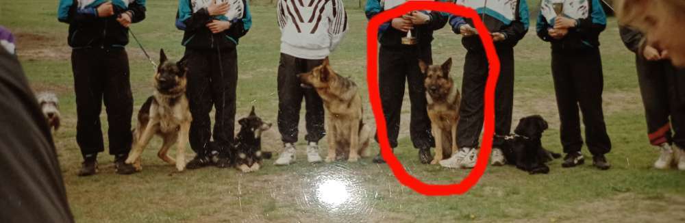 Alles rund um den Schäferhund, diskutieren erwünscht.-Beitrag-Bild