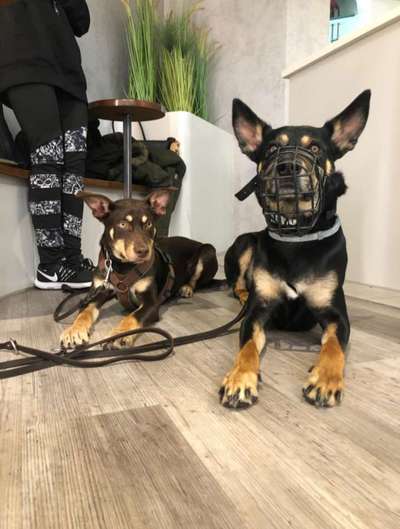 Alles rund um den Schäferhund, diskutieren erwünscht.-Beitrag-Bild