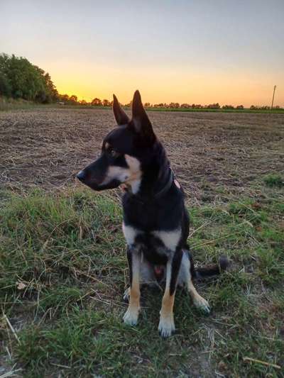 Alles rund um den Schäferhund, diskutieren erwünscht.-Beitrag-Bild