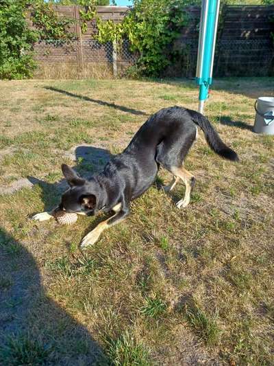 Alles rund um den Schäferhund, diskutieren erwünscht.-Beitrag-Bild