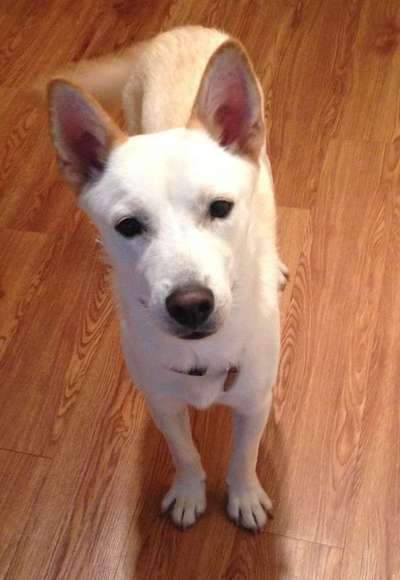 Hilfe bei der Rassebestimmung-Beitrag-Bild