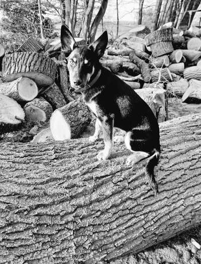 Foto-Challenge 76: Foto in Schwarz-Weiss-Beitrag-Bild