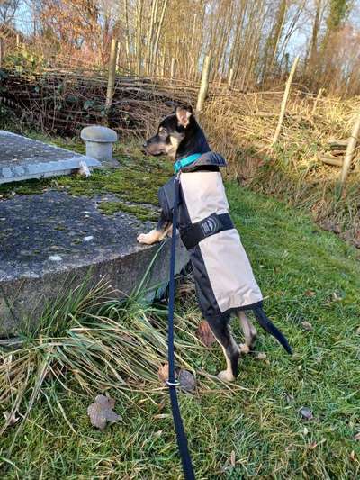 Alles rund um den Schäferhund, diskutieren erwünscht.-Beitrag-Bild