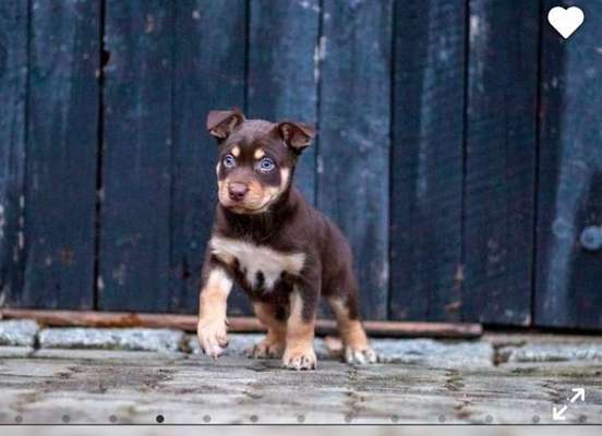 Alles rund um den Schäferhund, diskutieren erwünscht.-Beitrag-Bild