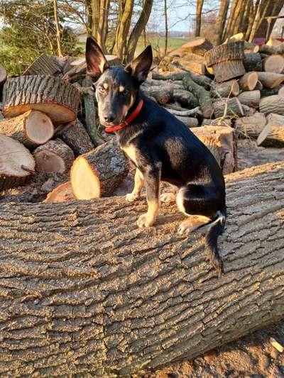 52. Collagenchallenge: Dein Hund im Sonnenschein-Beitrag-Bild