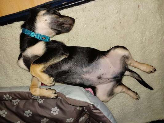 Foto Challenge Thema "Gummihund😁"-Beitrag-Bild