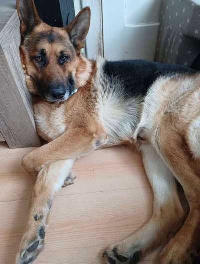 139. Fotochallenge - HUNDEKNOTEN-Beitrag-Bild