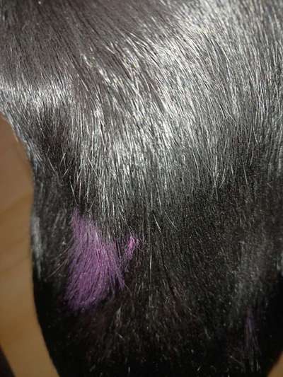 Alles rund um den Schäferhund, diskutieren erwünscht.-Beitrag-Bild