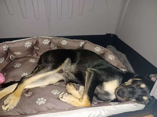 Alles rund um den Schäferhund, diskutieren erwünscht.-Beitrag-Bild