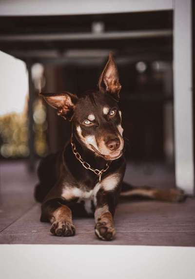 Bauchgefühl bei der Hundewahl?-Beitrag-Bild