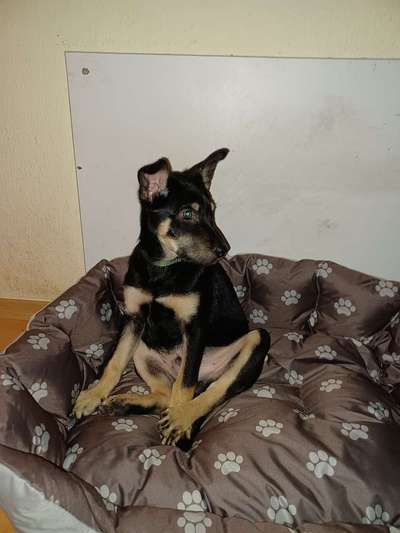 Australian Kelpie-Beitrag-Bild