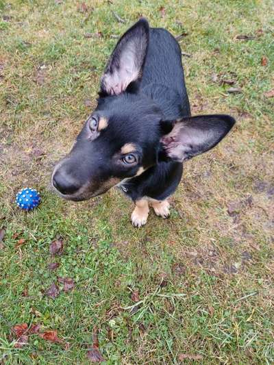 Alles rund um den Schäferhund, diskutieren erwünscht.-Beitrag-Bild