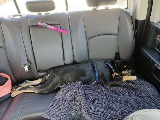 Foto Challenge Thema "Hunde im Auto"-Beitrag-Bild