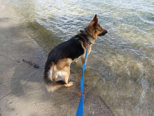 Die Dogorama Wochen Challenge: “Dein Hund im Urlaub”-Beitrag-Bild
