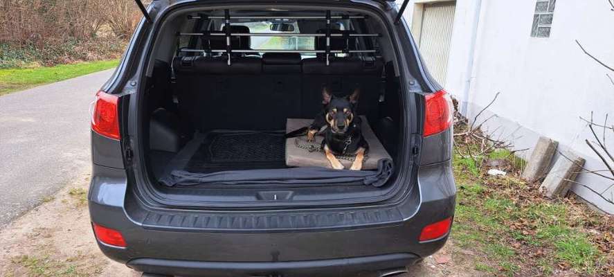 DEIN prefektes Hundeauto-Beitrag-Bild