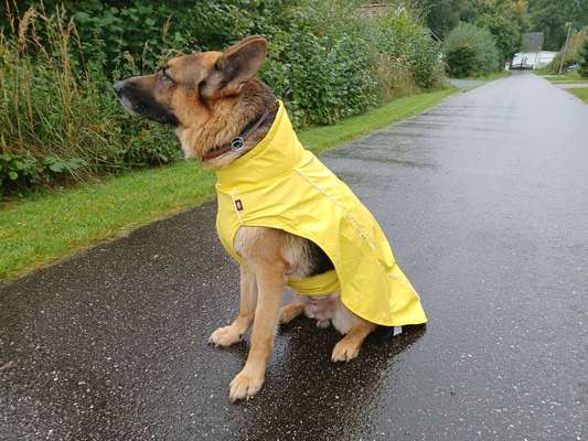Alles rund um den Schäferhund, diskutieren erwünscht.-Beitrag-Bild