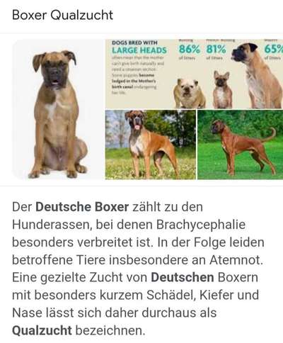 Brachycephale Hunderassen-Beitrag-Bild