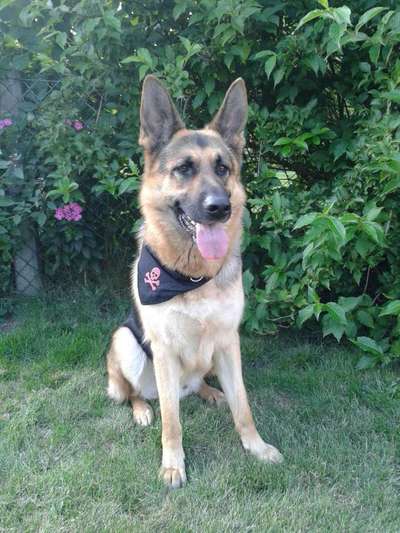 Die Dogorama Kalender Challenge Teil 1/4-Beitrag-Bild