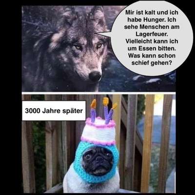 Hunde Memes-Beitrag-Bild