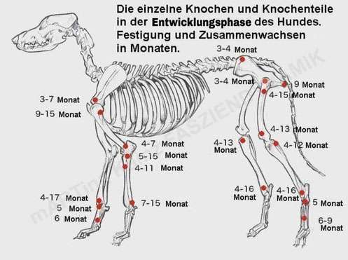 5 Minuten Regel beim Gassi gehen?-Beitrag-Bild