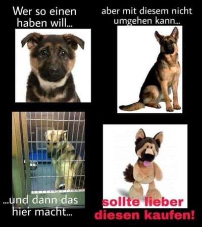 Rassismus bei Hunderassen-Beitrag-Bild